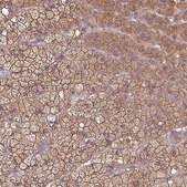 Anti-PACSIN2 antibody produced in rabbit Prestige Antibodies® Powered by Atlas Antibodies, affinity isolated antibody, buffered aqueous glycerol solution