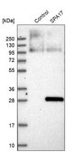 Anti-SPA17 antibody produced in rabbit Prestige Antibodies® Powered by Atlas Antibodies, affinity isolated antibody, buffered aqueous glycerol solution
