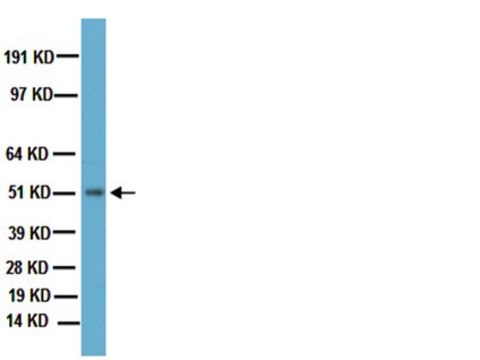 Anticuerpo anti-receptor D2 de la dopamina Chemicon&#174;, from rabbit
