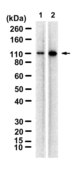 Anti-Exportin-1/CRM1 Antibody, clone 1B2 ZooMAb® Rabbit Monoclonal recombinant, expressed in HEK 293 cells