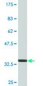 Monoclonal Anti-RPS6KA5 antibody produced in mouse clone 2B11, purified immunoglobulin, buffered aqueous solution