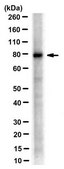 Anti-PRMT7 Antibody, clone 7G11 clone 7G11, from mouse