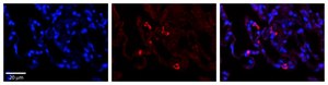 Anti-PARL antibody produced in rabbit affinity isolated antibody