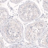 Monoclonal Anti-NANOG antibody produced in mouse Prestige Antibodies® Powered by Atlas Antibodies, clone CL5810, purified immunoglobulin, buffered aqueous glycerol solution
