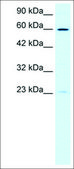 Anti-SUPT3H antibody produced in rabbit IgG fraction of antiserum