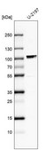 Anti-MAMLD1 antibody produced in rabbit Prestige Antibodies® Powered by Atlas Antibodies, affinity isolated antibody, buffered aqueous glycerol solution