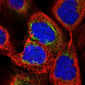 Anti-LRRC57 antibody produced in rabbit Prestige Antibodies® Powered by Atlas Antibodies, affinity isolated antibody, buffered aqueous glycerol solution