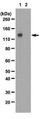 Anti-phospho-FGFR-1 (Tyr653/Tyr654) Antibody from rabbit, purified by affinity chromatography