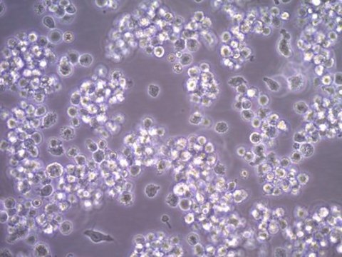 HMC-1.2 Human Mast Cell Line HMC-1.2 human mast cell line is a variant subline of the HMC-1 cell line and possesses both the V560G and D816V KIT mutations.