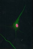 Anti-Neurogenin-2 Antibody Chemicon®, from rabbit