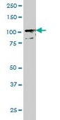 Monoclonal Anti-TLR9 antibody produced in mouse clone 1E8, purified immunoglobulin, buffered aqueous solution