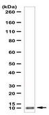 Anti-ATPIF1 Antibody from rabbit, purified by affinity chromatography
