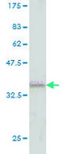 Monoclonal Anti-GRAP2 antibody produced in mouse clone 1G12, purified immunoglobulin, buffered aqueous solution