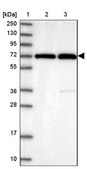 Anti-RANBP3 antibody produced in rabbit Prestige Antibodies® Powered by Atlas Antibodies, affinity isolated antibody, buffered aqueous glycerol solution