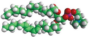 Liver PC Avanti Research™ - A Croda Brand