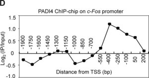 Anti-PADI4 (N-terminal) antibody produced in rabbit IgG fraction of antiserum, buffered aqueous solution
