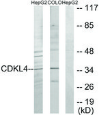 Anti-CDKL4 antibody produced in rabbit affinity isolated antibody