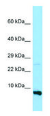Anti-RPS28 (N-terminal) antibody produced in rabbit affinity isolated antibody