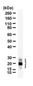 Anti-VEGFA Antibody, clone 1D14 ZooMAb® Rabbit Monoclonal recombinant, expressed in HEK 293 cells