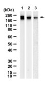 Anti-UNC13B Antibody, clone 1B23 ZooMAb® Rabbit Monoclonal recombinant, expressed in HEK 293 cells