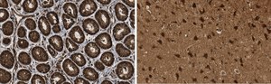 Anti-p44 MAPK (ERK1) Antibody, clone 13F10, ZooMAb® Rabbit Monoclonal recombinant, expressed in HEK 293 cells