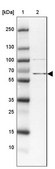 Anti-ZBED5 antibody produced in rabbit Prestige Antibodies® Powered by Atlas Antibodies, affinity isolated antibody, buffered aqueous glycerol solution