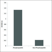 Anti-phospho-PAK5/6 (pSer602/560) antibody produced in rabbit affinity isolated antibody
