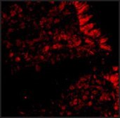 Anti-MICA antibody produced in rabbit affinity isolated antibody, buffered aqueous solution