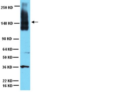 Anticuerpo anti-molécula de adhesión celular neuronal Chemicon&#174;, from rabbit