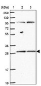 Anti-MRPL46 antibody produced in rabbit Prestige Antibodies® Powered by Atlas Antibodies, affinity isolated antibody, buffered aqueous glycerol solution