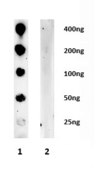 Anti-mGluR7 Antibody Upstate®, from rabbit