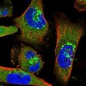 Anti-ARCN1 antibody produced in rabbit Prestige Antibodies® Powered by Atlas Antibodies, affinity isolated antibody, buffered aqueous glycerol solution