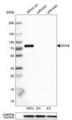 Anti-SOX9 antibody produced in rabbit Prestige Antibodies® Powered by Atlas Antibodies, affinity isolated antibody, buffered aqueous glycerol solution