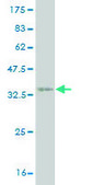 Monoclonal Anti-RBAF600 antibody produced in mouse clone 2D12, purified immunoglobulin, buffered aqueous solution