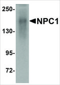Anti-NPC1 antibody produced in rabbit affinity isolated antibody, buffered aqueous solution