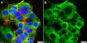Anti-AKR1C3 Antibody, clone 1I9 ZooMAb® Rabbit Monoclonal recombinant, expressed in HEK 293 cells