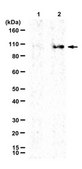 Anti-IFT88 Antibody serum, from rabbit