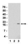 Anti-acetyl-Histone H3 (Lys27) Antibody serum, Upstate®