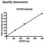 STK33 Active human recombinant, expressed in baculovirus infected insect cells, ≥65% (SDS-PAGE)