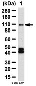 Anti-Axin-1 Antibody from rabbit, purified by affinity chromatography