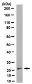 Anti-TNFRSF18 (soluble form) Antibody, clone T10P2H9*B9 clone T10P2H9*B9, from mouse