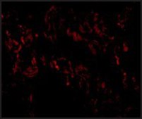 Anti-TNFAIP3 antibody produced in rabbit affinity isolated antibody, buffered aqueous solution, ab1
