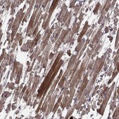 Anti-TRMU antibody produced in rabbit Prestige Antibodies® Powered by Atlas Antibodies, affinity isolated antibody