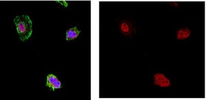 Anti-E2F-7 Antibody, clone 14C3.2 clone 14C3.2, from mouse