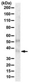 Anti-S-Opsin