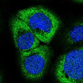 Anti-ZC3H7A antibody produced in rabbit Prestige Antibodies® Powered by Atlas Antibodies, affinity isolated antibody, buffered aqueous glycerol solution
